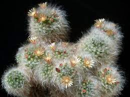 Close-up of fuzzy cactus with small white flowers.