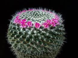 A round cactus with a ring of small pink flowers.