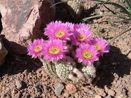 Small cactus with vibrant pink flowers blooming in rocky soil.
