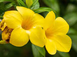 Bright yellow flowers with green leaves in the background.