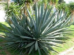 A large agave plant with spiky leaves in a garden setting.