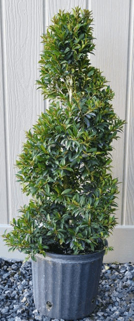 A lush green potted plant with dense foliage against a light wall.