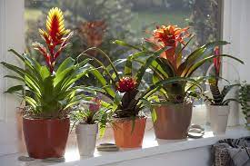 Colorful potted bromeliad plants on a sunny windowsill.