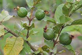 Green guava fruits growing on a leafy branch.