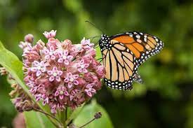 A monarch butterfly perched on pink flowers with a green blurred background.