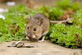 Rongeur souris sur un chemin naturel, ciblée pour l'extermination et le contrôle des rongeurs professionnels à SOS Extermination.