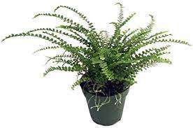 A green fern plant in a black pot against a white background.