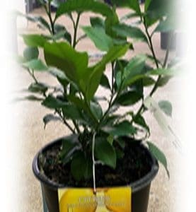 A healthy green plant growing in a black pot with soil.