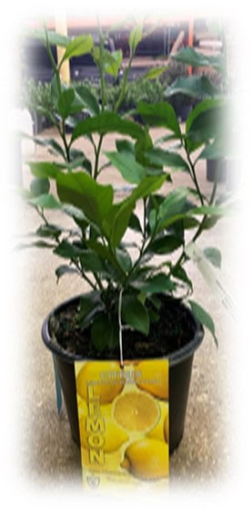 A healthy green plant growing in a black pot with soil.