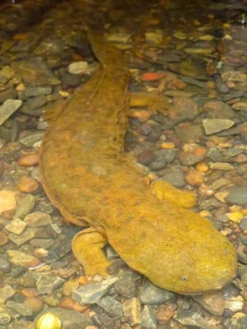 8:43 AMClaude responded: Close-up overhead view of an Eastern Hellbender salamander resting on a rocky streambed, its flattened yellow-orange body and ruffled skin folds clearly visibl…Close-up overhead view of an Eastern Hellbender salamander resting on a rocky streambed, its flattened yellow-orange body and ruffled skin folds clearly visible through shallow water.