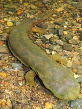 Close-up overhead view of an Eastern Hellbender salamander on a gravelly streambed, showing its broad flattened body, four stubby legs with distinct toes, and mottled olive-green coloring through shallow water.