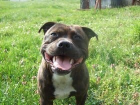 American Staff en pension canine