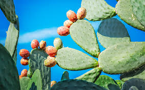 Bright green cactus pads with orange fruit against a clear blue sky.