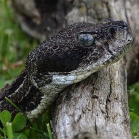 Close-up profile of a Timber Rattlesnake (Crotalus horridus) head resting on weathered wood, revealing its distinctive dark mottled scales, keeled texture, and characteristic elliptical eye — endangered species documented by EDGE Engineering during Ohio wildlife surveys.