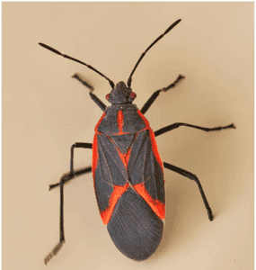 Box Elder Bug