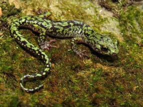 Green Salamander (Aneides aeneus) displaying its distinctive bright green and black mottled pattern on a moss-covered rock surface — Ohio endangered species found only in Adams and Lawrence County rock outcrops, documented during EDGE Engineering habitat assessment surveys.