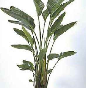A tall, green indoor plant with long leaves.