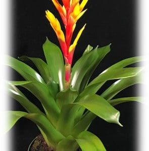 A vibrant bromeliad plant with bright red and yellow flower.