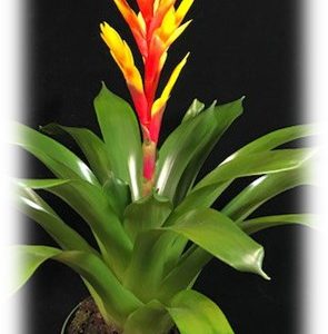 A vibrant bromeliad plant with bright red and yellow flower.
