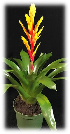 A vibrant bromeliad plant with bright red and yellow flower.