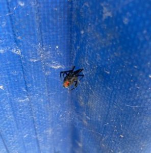 black widow spider