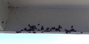 Elm Seed Bugs under porch