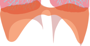 Le diaphragme