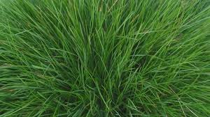 Chewings Fescue
