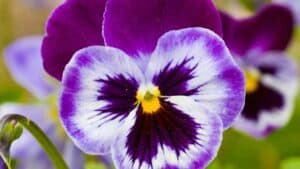 xr:d:DAF3sdZjfuQ:156,j:2669925161169174417,t:24012409 Recharge pensée comestibles