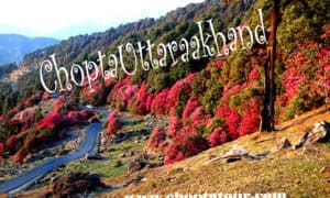 Chotpa Hill Station - This View of Chopta,uttarakhand during the spring.