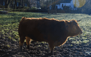 Kinderbauernhof Neuss – Tiere erleben mit Kindern