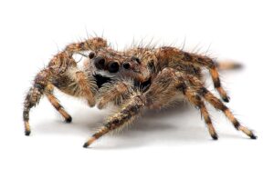 Jumping Spider