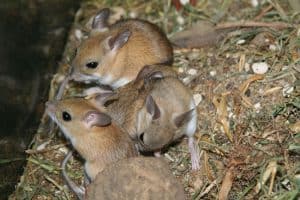 Rodent activity in Star Idaho involving mice near garages and crawlspaces