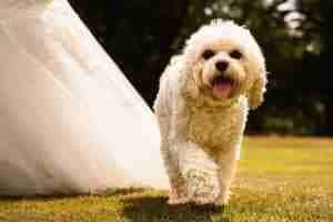 pets and weddings