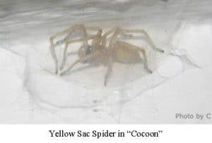 Yellow Sac Spider & Nest