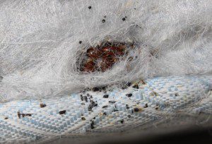 bed-bugs-006
