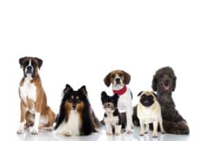 line of dogs facing forward