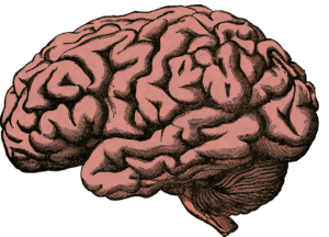 Le cerveau