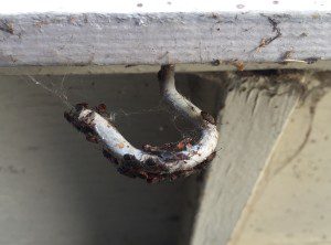 Elm Seed Bugs on hook