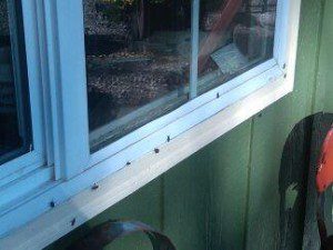 Box Elder Bug Infestation