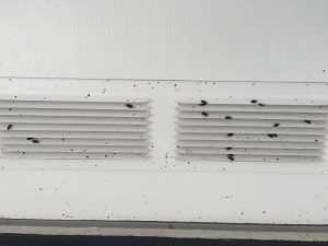 Elm Seed Bugs on vent