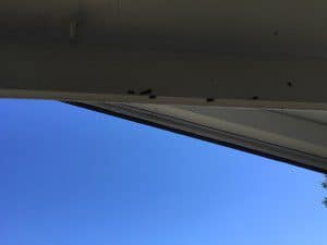 Elm Seed Bugs under eaves