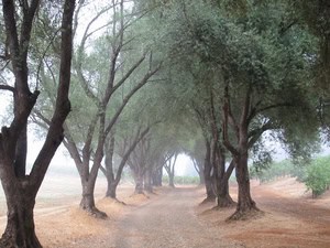 Smith-MadroneOliveTrees.jpg
