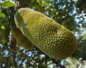 Delicious Jackfruit hanging in the trees on madagascar