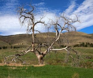 Tree Needs Professional Cutting Services