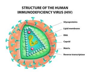 Ilustração que ostra a estrutura do vitus da imunodeficiência humana