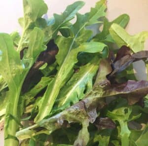 Freshly picked salad leaves