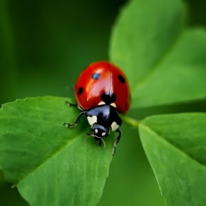 ladybug_on_clover_sq_crop-1