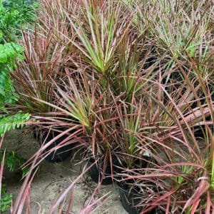 Dracaena Colorama