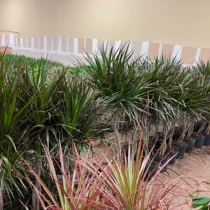 Potted tropical plants with pink-striped foliage